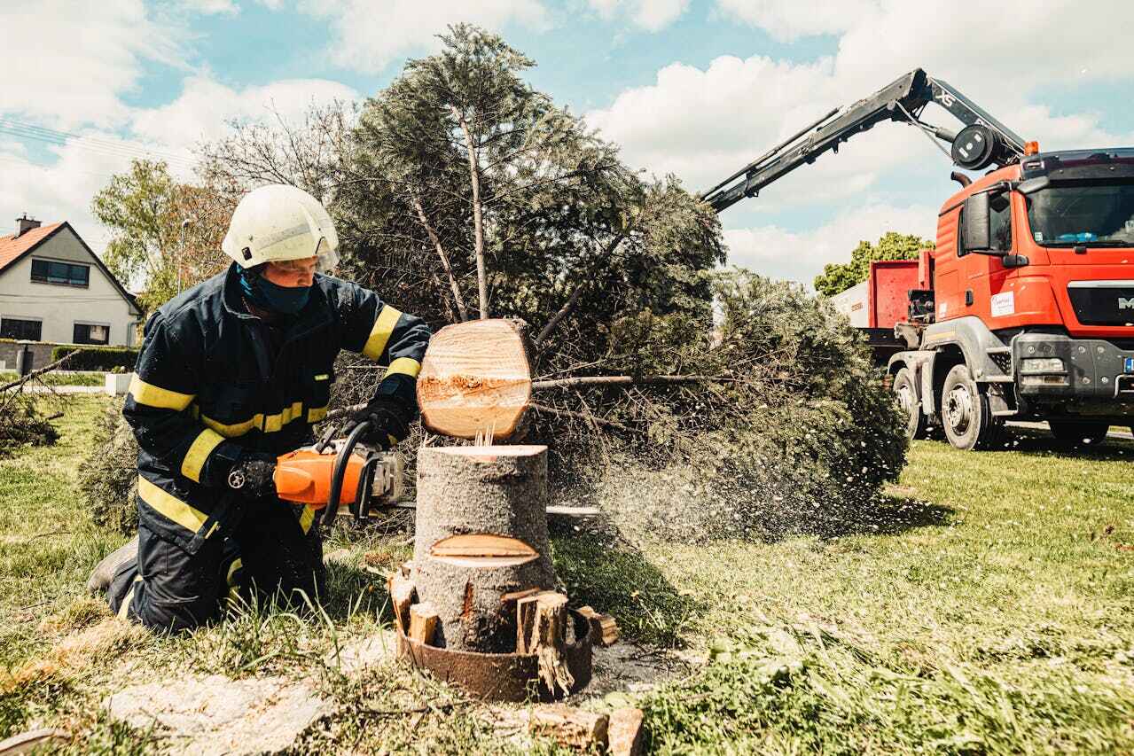 Best Emergency Tree Service  in Fort Myers, FL